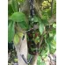 Heavy Bison magnetic hanger (generic) with choice of carabiner, safety lanyard & neodymium fixing options